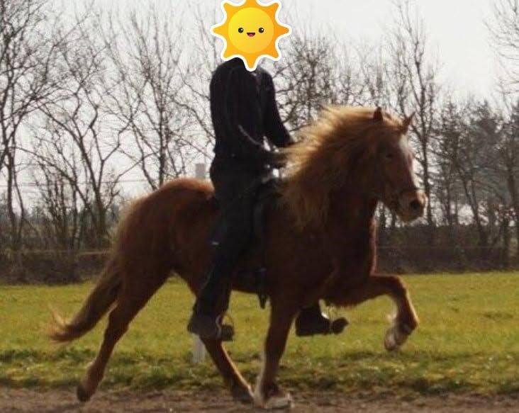 Engill frá Langtved Tölt