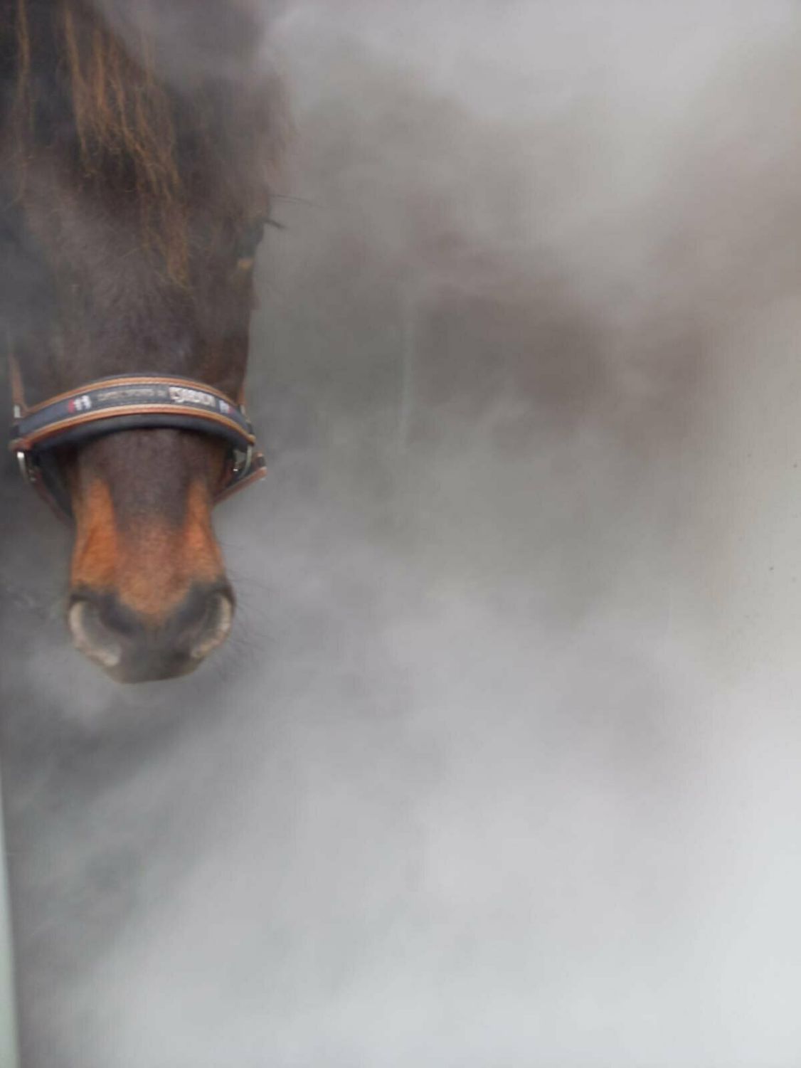 Pferd bei der mobilen Sole-Inhalation