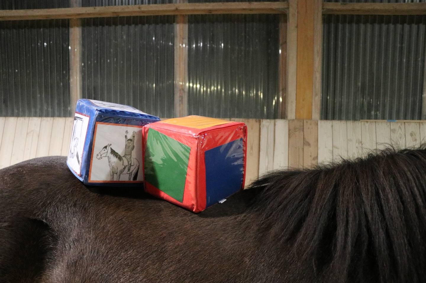 Therapiematerial auf dem Rücken eines Islandpferdes in der Reittherapie