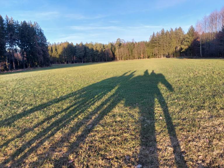 Soziales Lernen in der Gruppe mit Pferden