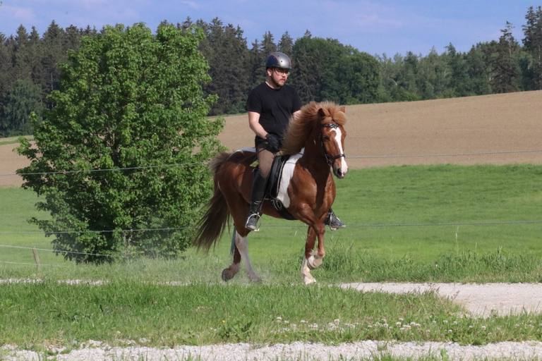 Pferd im Beritt für den Kommissionsverkauf