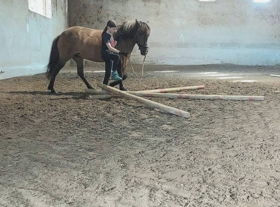 Bodenarbeit und feine Kommunikation im Reitunterricht